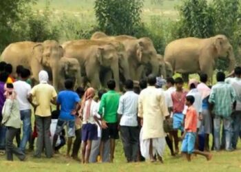 ಆನೆ – ಮಾನವ ಸಂಘರ್ಷ; ಬಂಡೀಪುರದಲ್ಲಿ ಗರಿಷ್ಠ ಹಾನಿ, ಬೇಸಾಯವನ್ನೇ ನಿಲ್ಲಿಸಿದ ರೈತರು