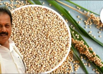 ಹಿಂಗಾರು ಹಂಗಾಮಿನ ಬಿಳಿ ಜೋಳ ಖರೀದಿ; ರಾಜ್ಯ ಬೊಕ್ಕಸಕ್ಕೆ 250 ಕೋಟಿ ಹೊರೆ ಬೀಳಲಿದೆಯೇ?